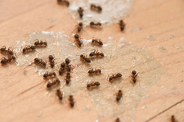 Best Pest Control Treatment  in Scandia, MN